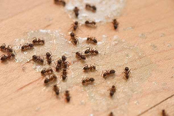 Best Best Pest Control Companies  in Elsa, TX