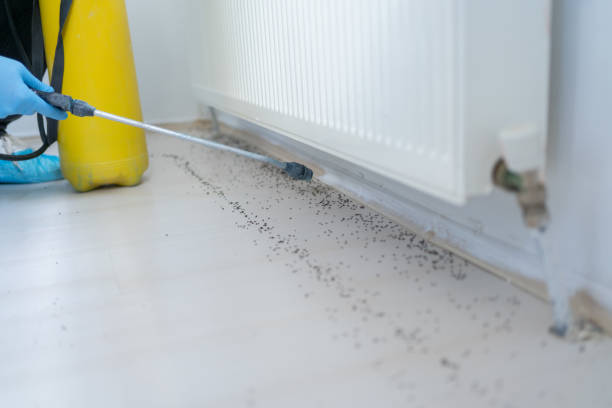 Best Best Pest Control Companies  in Elsa, TX